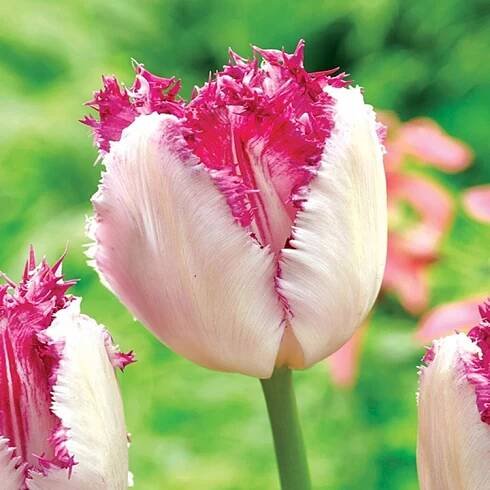 Tulipán Roztřepený Eyelash 5 ks Tulipány Cibulky Tulipánů Cibule