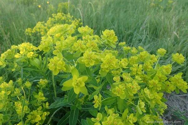 Pryšec kosmatý (Euphorbia villosa), rostlina