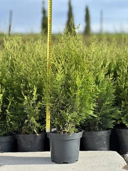 Thuja plicata 'Kórnik'