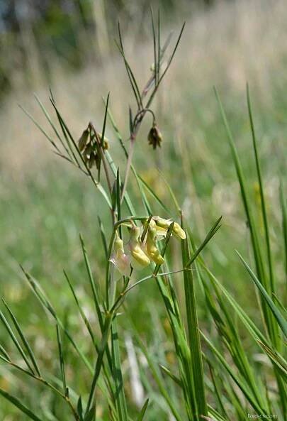 Hrachor panonský chlumní - Lathyrus pannonicus subsp. collinus
