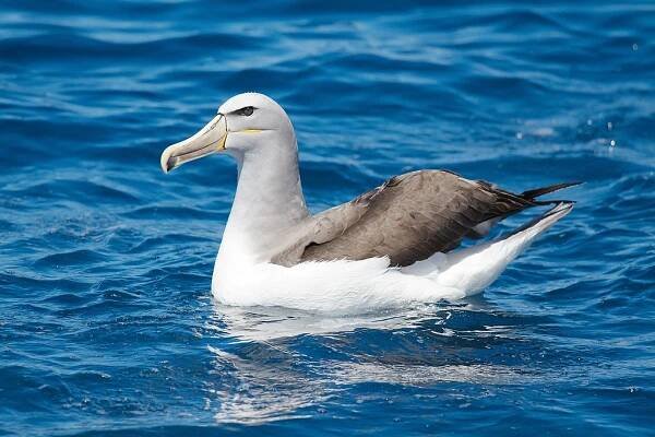 Salvin's albatross - Wikipedia