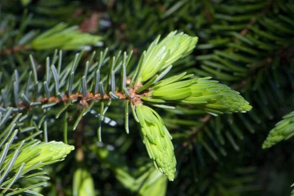 Smrk omorika Bautzen (Picea omorika)