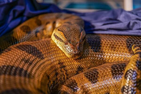 Hispanic Heritage Month at the Aquarium - New England Aquarium