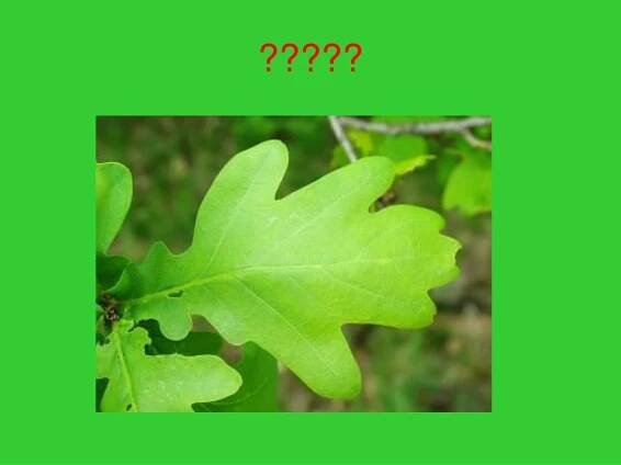 PPT - Čeleď: Bukovité (Fagaceae) PowerPoint Presentation, free download - ID:3653939