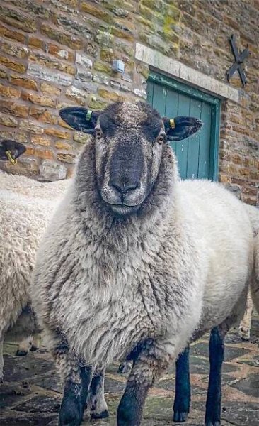 Noddy handmade Living sheep rug from The Living Rug Company