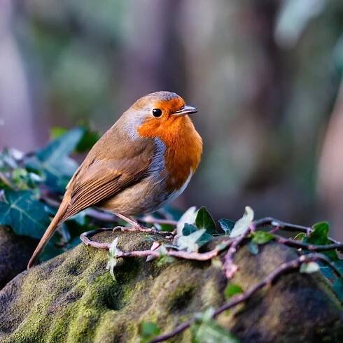 A Robin Red and Proud