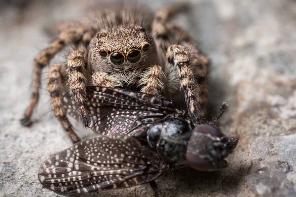 Stavros Markopoulos (macropoulos) - Spiders