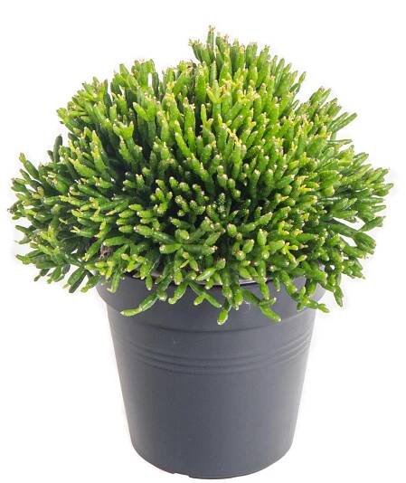 Věšák, Rhipsalis heteroclada, květináč 10 - 12 cm, skladem