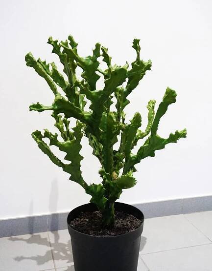 Umělá euphorbia TIKO, zelená, 75cm