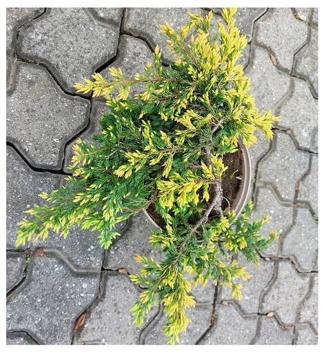 Juniperus comunis 'Goldschatz', jalovec obecný, výška sazenice 15-25cm, kontejner - Zahrada Výstaviště