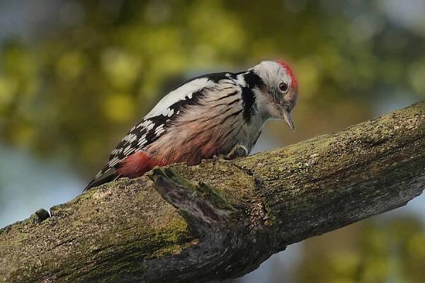 Strakapoud prostřední (Dendrocopos medius) 