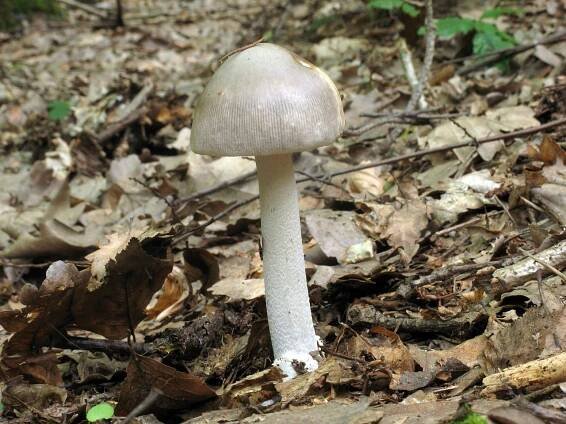 Amanitaceae - muchomůrkovité - myko.cz