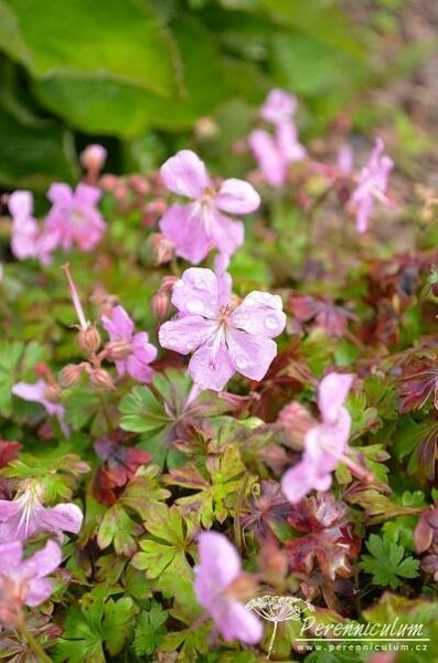 Geranium dalmaticum | Perenniculum