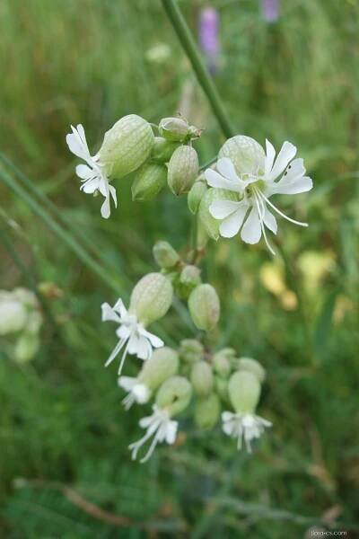 Silenka nadmutá (Silene vulgaris)