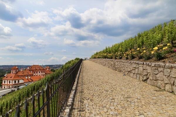 Vinice sv. Kláry - Botanická zahrada Praha