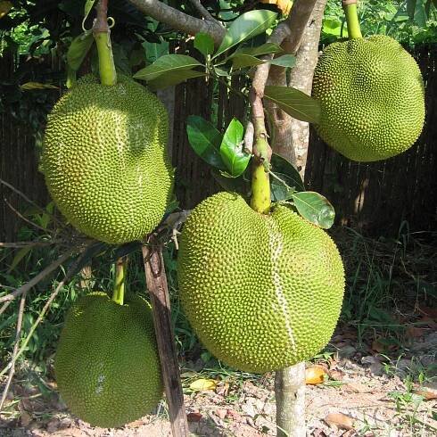 Jackfruit Kanoon - Chiang Mai Thai Farm Cooking School