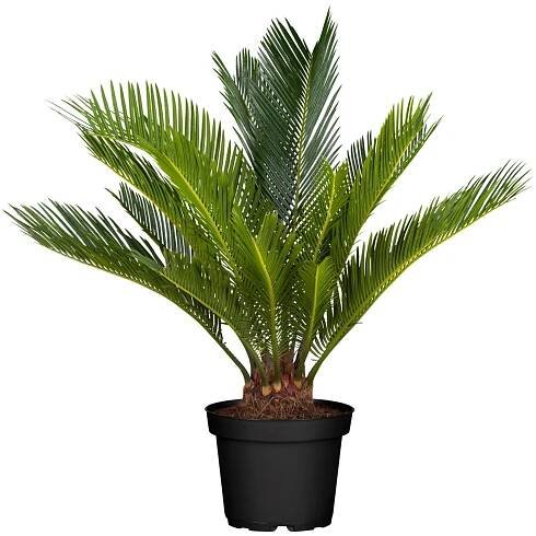 Cykas japonský průměr květináče cca 14 cm