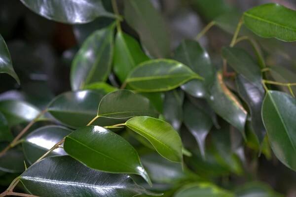 Dark green, glossy weeping fig tree leaves