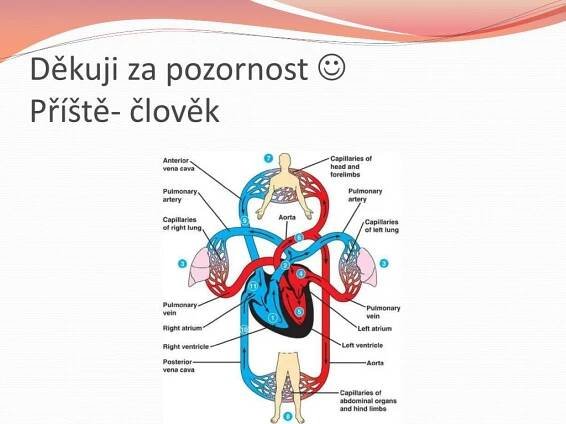 PPT - Oběhová soustava PowerPoint Presentation, free download - ID:6331052
