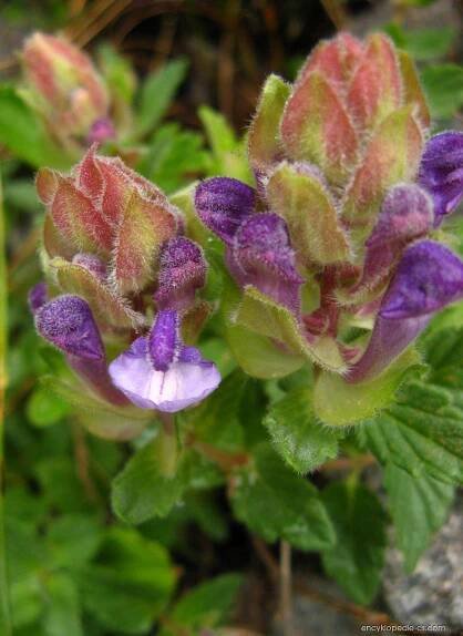 Šišák alpínský - Scutellaria alpina