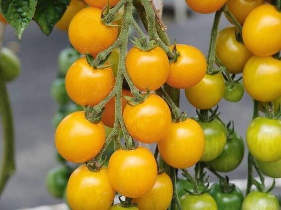 Goldkrone - žlutá cherry rajčátka patří k ochutnávkovým hitům.