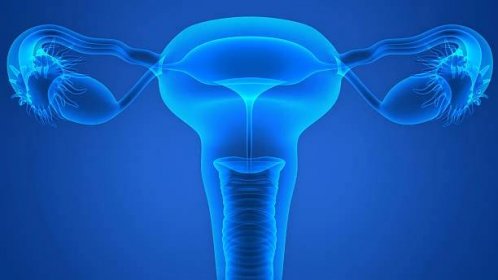 ženský reprodukční systém - klitoris ilustrace - stock snímky, obrázky a fotky