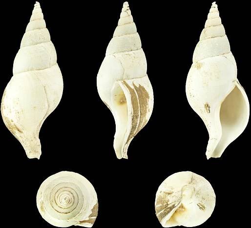 Colus gracilis