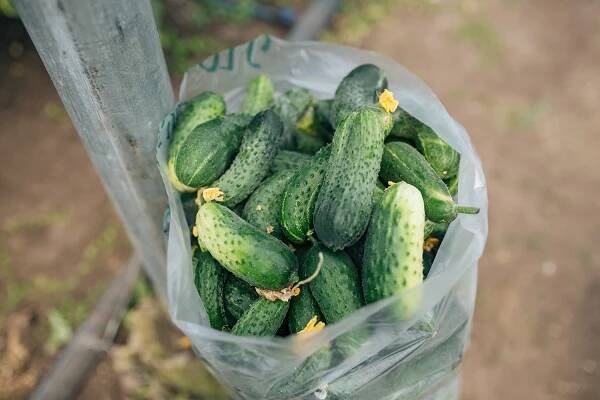 Dobropasove. Cucumber-powered Business • Ukraїner
