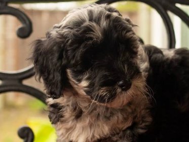 Available Puppies – Washington State- Mini Aussiedoodles and Australian Labradoodle Puppies | Best Aussiedoodle Breeders