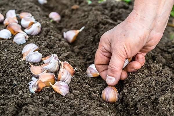Jak zasadit česnek, aby byly cibule velké a úroda bohatá?