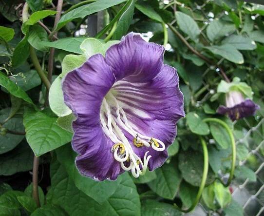 Cobaea scandens maceta