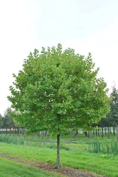 Platanus ×hispanica 'Alphen's Globe' | platan javorolistý 'Alphen's Globe' - Van den Berk školky