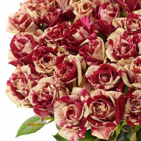 Žíhaná růže HARLEQUIN 60cm (XL) DELUXE