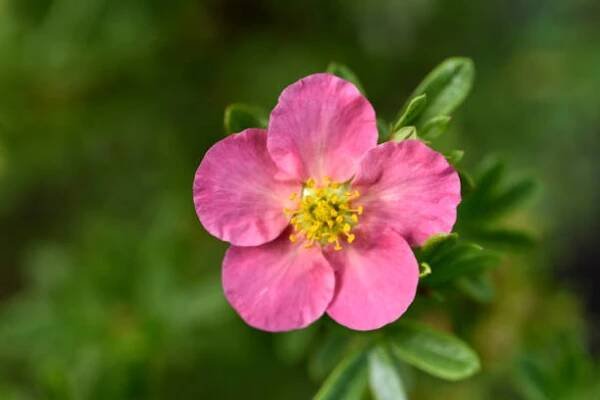 krásné růžové květy potentilla na zeleném keři. drobné červené květy čeledi růžovitých (rosaceae). - mochna plazivá - stock snímky, obrázky a fotky
