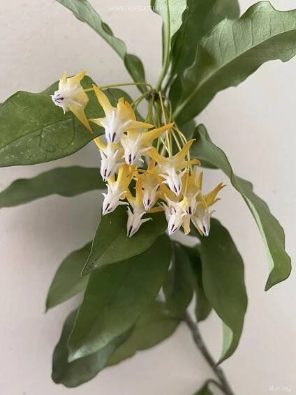 Flower of Hoya multiflora, commonly known as Shooting Star Hoya