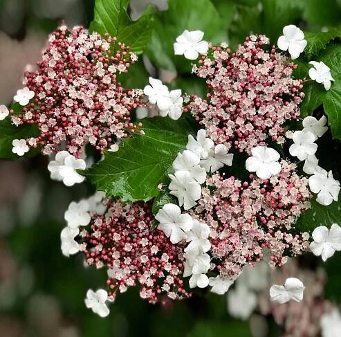 Kalina Sargentova - Viburnum sargentii