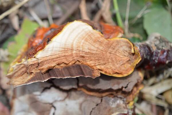 Ganoderma lucidum: Nejlepší průvodce houbami