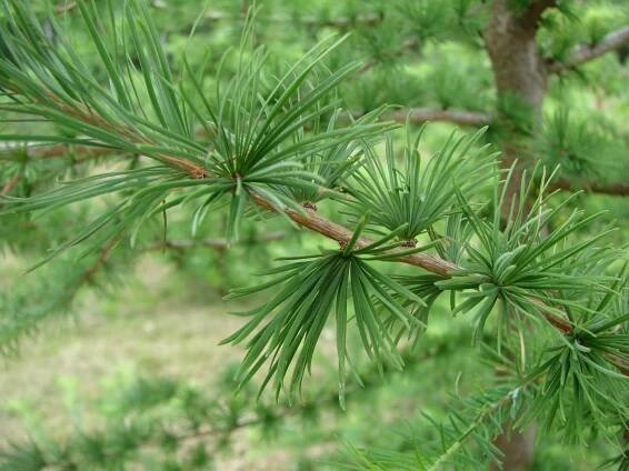 Převislý modřín "LARIX DECIDUA PENDULA", výška 120-160 cm | eshopzahrada.cz