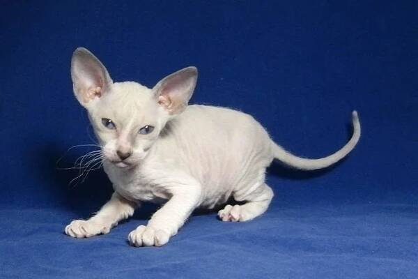 Peterbald Info, Personality, Care, Training, Kittens, Pictures