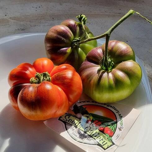 Cena: €2.45 – Semena rajčat Mar Azul