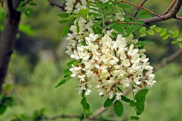 Robinia Květiny Květenství - Fotografie zdarma na Pixabay
