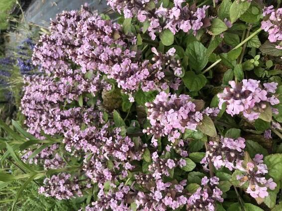 Ajuga reptans ROSEA