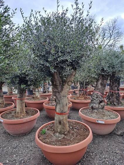 Olivovník Európsky - Bonsai Joven T90 - 180/210cm | Olivovníky, citrusy, palmy