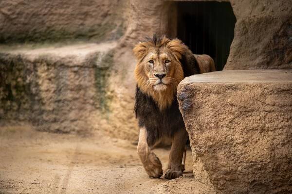 VIDEO: Zoo Ostrava o víkendu? Den ptactva, sloní trénink, a hlavně nával