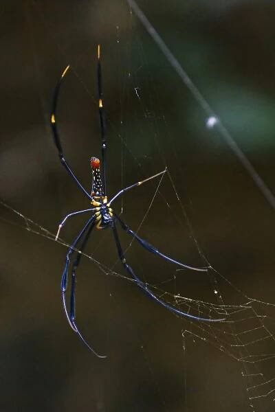 bezplatná Základová fotografie zdarma na téma anatomie pavouka, arachnofobie, barevný Základová fotografie