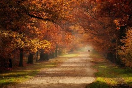 Tapety : slunečnímu záření, stromy, krajina, podzim, listy, Příroda, tráva, nebe, silnice, větev, zelená, večer, ráno, mlha