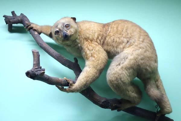 Central African potto