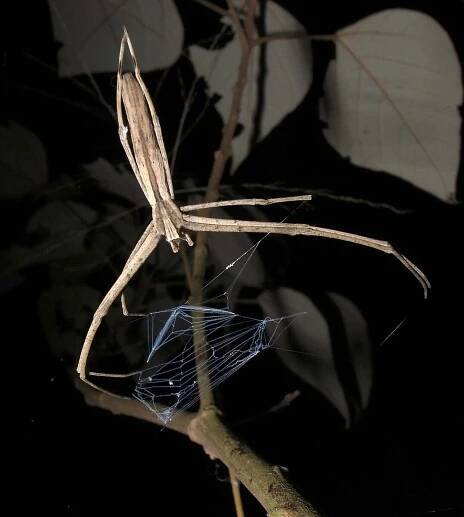 Soubor:Deinopis-and-web-taiwan.jpg
