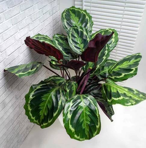 calathea feey Calathea fredii cf  Ecuagenera USA Corp