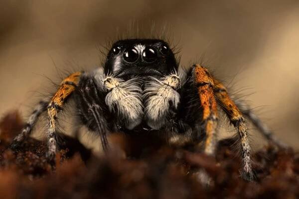 Macrophotographie – Thibault Andrieux